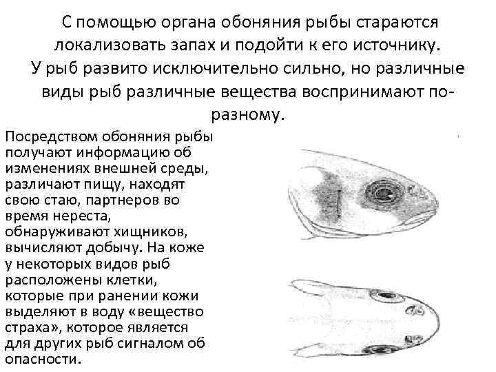 С помощью органа обоняния рыбы стараются локализовать запах и подойти к его источнику. У