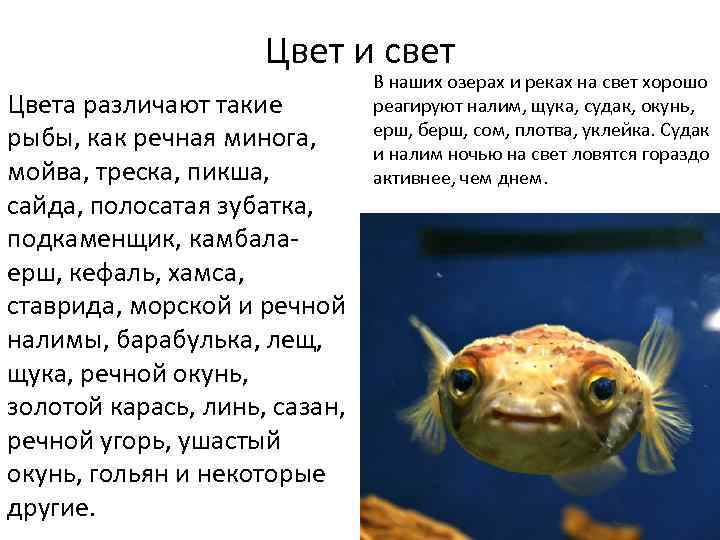 Орган слуха у рыб ухо