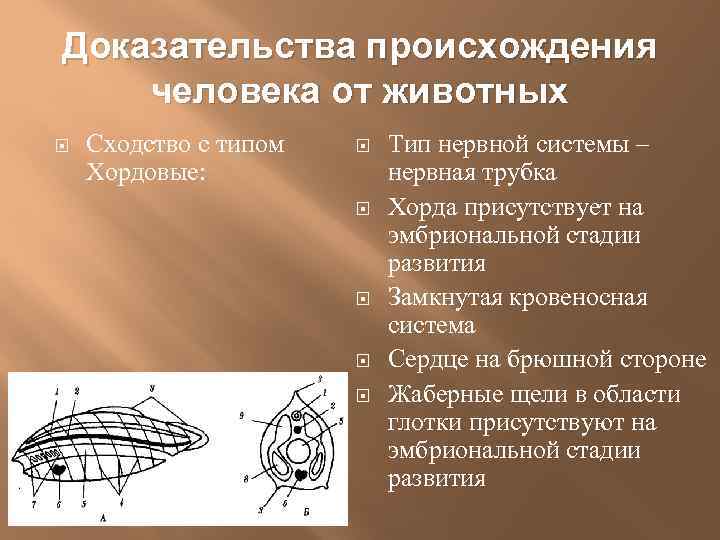 Доказательства происхождения человека от животных Сходство с типом Хордовые: Тип нервной системы – нервная