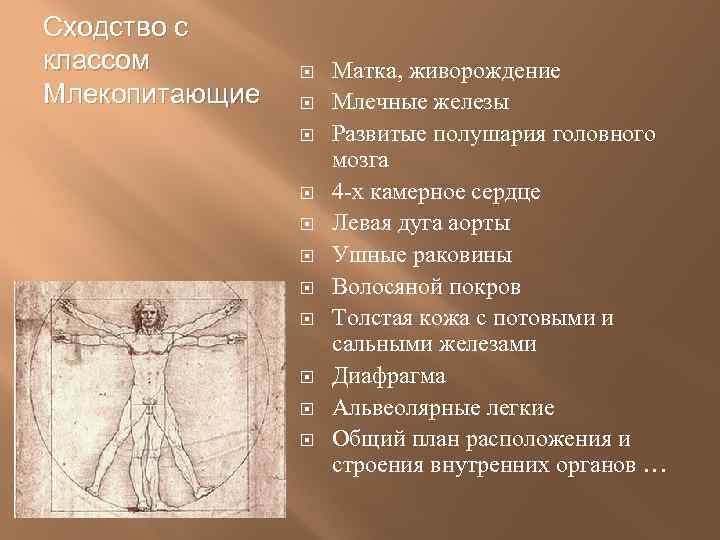 Сходство с классом Млекопитающие Матка, живорождение Млечные железы Развитые полушария головного мозга 4 -х