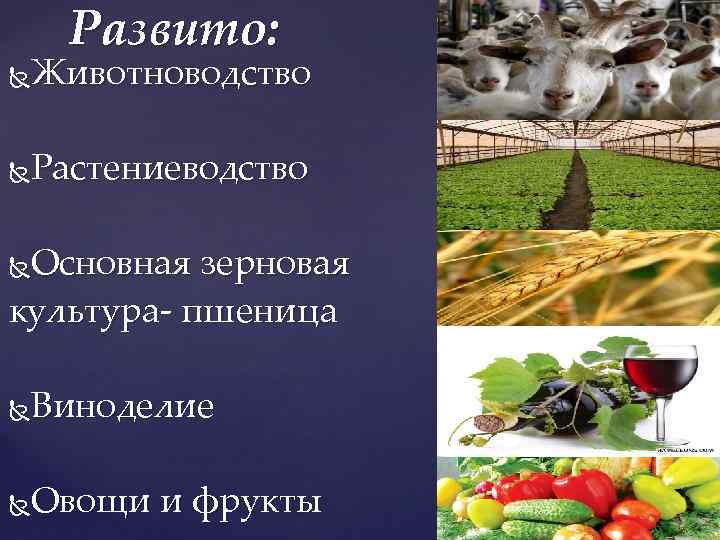 Развито: Животноводство Растениеводство Основная зерновая культура- пшеница Виноделие Овощи и фрукты 