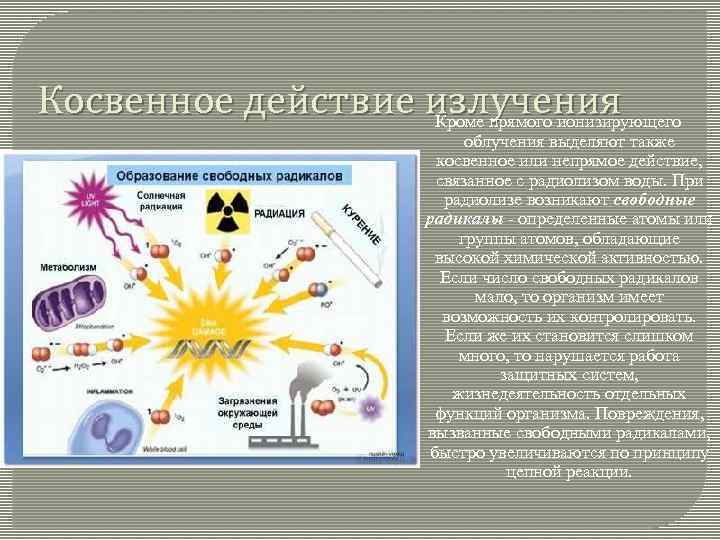 Косвенное действие излучения Кроме прямого ионизирующего облучения выделяют также косвенное или непрямое действие, связанное