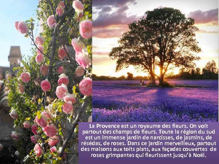 La Provence est un royaume des fleurs. On voit partout des champs de fleurs.