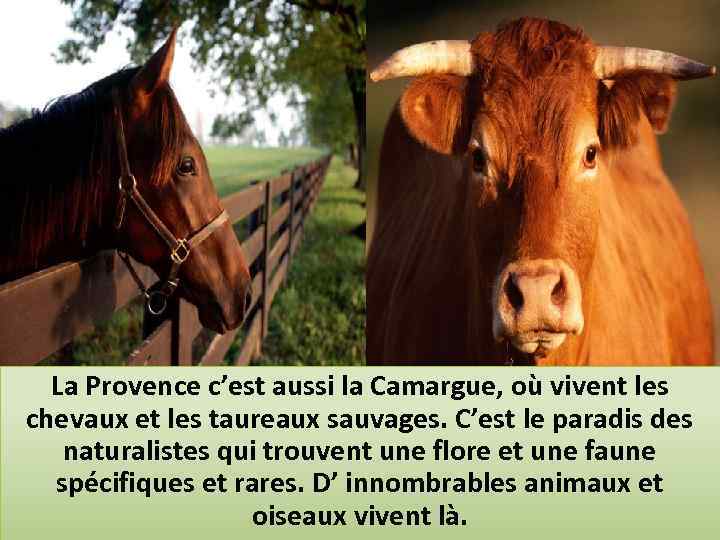 La Provence c’est aussi la Camargue, où vivent les chevaux et les taureaux sauvages.