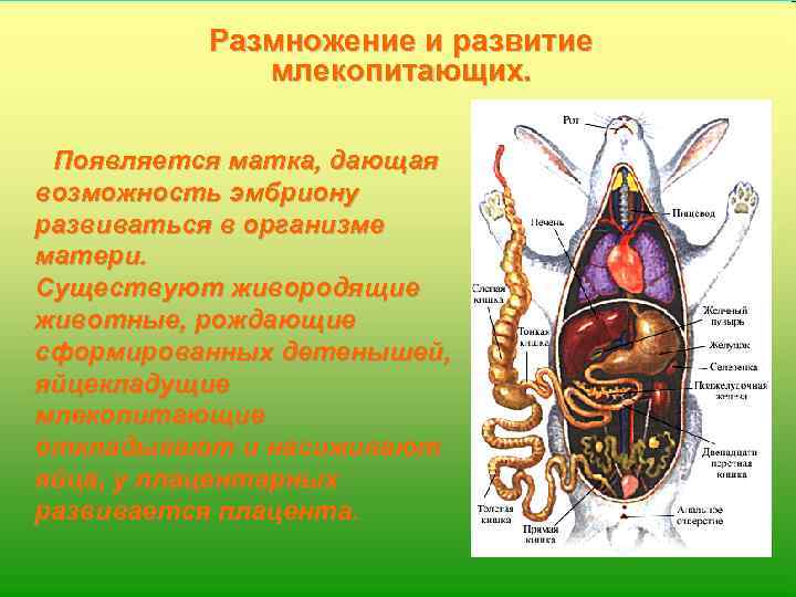 План конспект размножение и развитие млекопитающих 8 класс