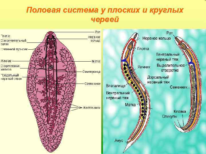 Половая система у плоских и круглых червей 