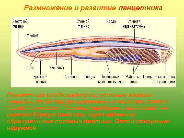 Схема кровообращения ланцетника