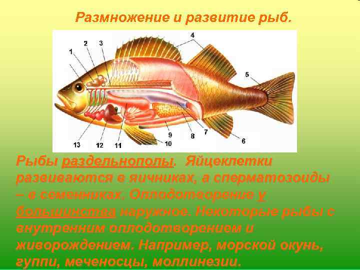 Размножение и развитие рыб. Рыбы раздельнополы. Яйцеклетки развиваются в яичниках, а сперматозоиды – в