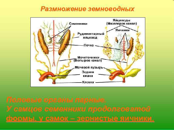 Размножение земноводных Половые органы парные. У самцов семенники продолговатой формы, у самок – зернистые