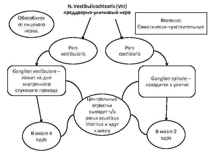 Обособился от лицевого нерва. N. Vestibulicochlearis (VIII) преддверно-улитковый нерв Волокна: Соматически-чувствительные Pars vestibularis Pars