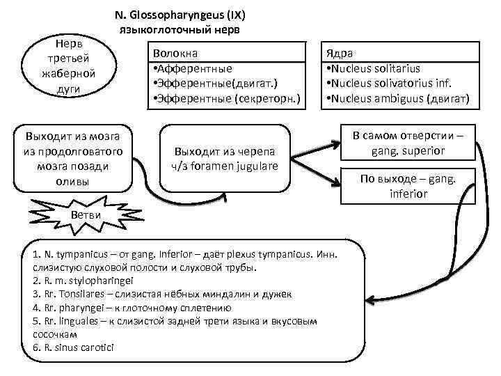 Нерв третьей жаберной дуги N. Glossopharyngeus (IX) языкоглоточный нерв Выходит из мозга из продолговатого