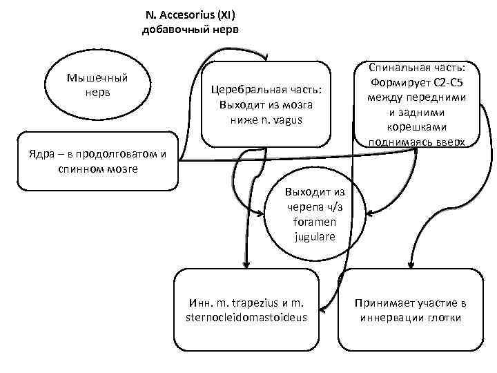 N. Accesorius (XI) добавочный нерв Мышечный нерв Церебральная часть: Выходит из мозга ниже n.