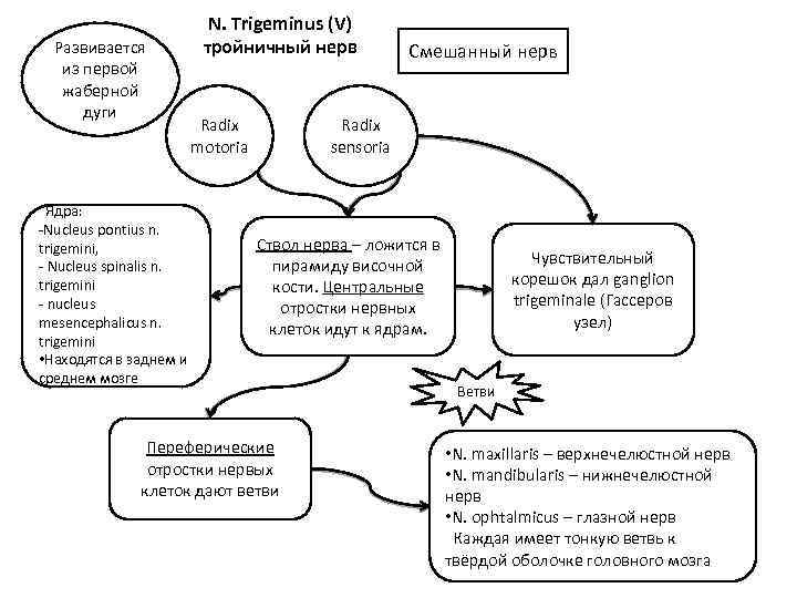 Развивается из первой жаберной дуги Ядра: -Nucleus pontius n. trigemini, - Nucleus spinalis n.