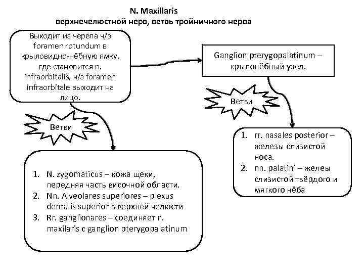 N. Maxillaris верхнечелюстной нерв, ветвь тройничного нерва Выходит из черепа ч/з foramen rotundum в