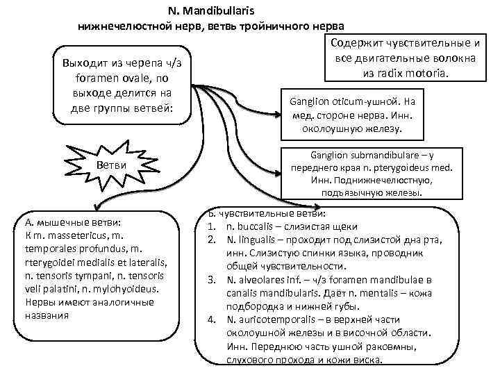 N. Mandibullaris нижнечелюстной нерв, ветвь тройничного нерва Содержит чувствительные и все двигательные волокна Выходит