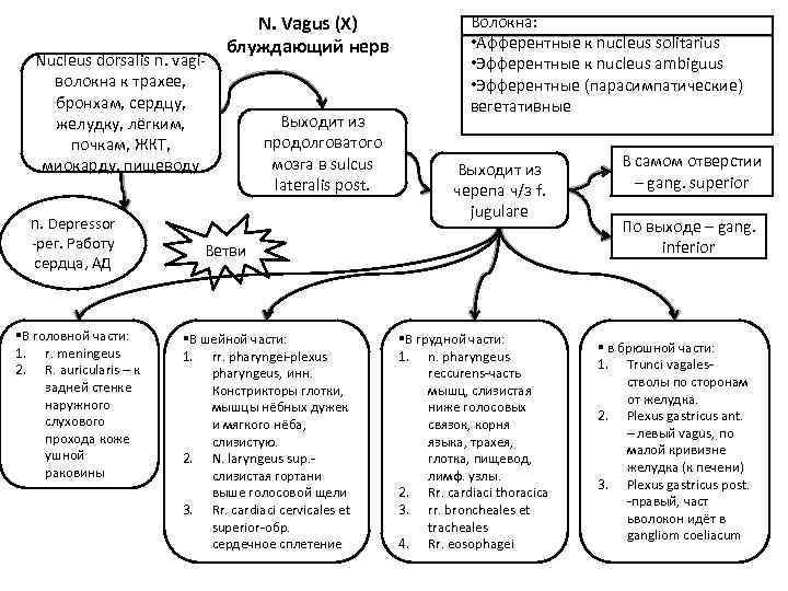 Nucleus dorsalis n. vagiволокна к трахее, бронхам, сердцу, желудку, лёгким, почкам, ЖКТ, миокарду, пищеводу