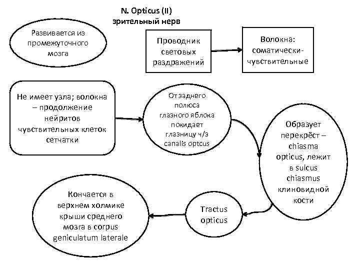 N. Opticus (II) зрительный нерв Развивается из промежуточного мозга Не имеет узла; волокна –