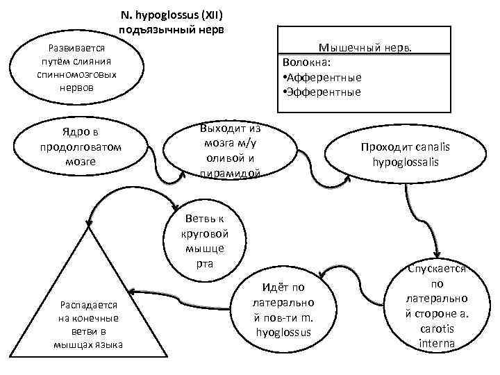 N. hypoglossus (XII) подъязычный нерв Мышечный нерв. Волокна: • Афферентные • Эфферентные Развивается путём