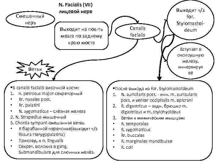 Смешанный нерв N. Facialis (VII) лицевой нерв Выходит на пов-ть мозга по заднему краю