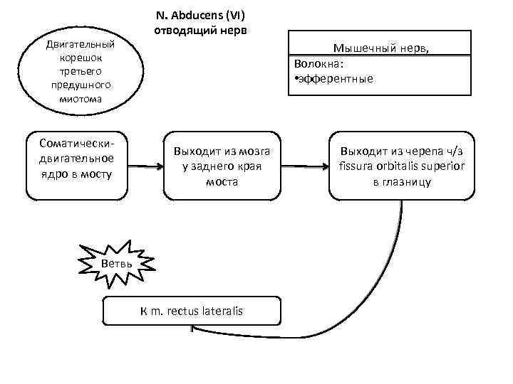 Двигательный корешок третьего предушного миотома Соматическидвигательное ядро в мосту N. Abducens (VI) отводящий нерв