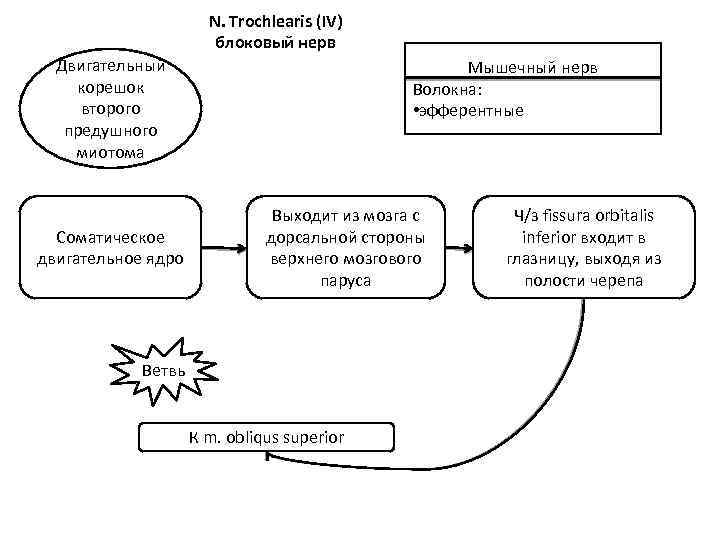 N. Trochlearis (IV) блоковый нерв Двигательный корешок второго предушного миотома Соматическое двигательное ядро Мышечный