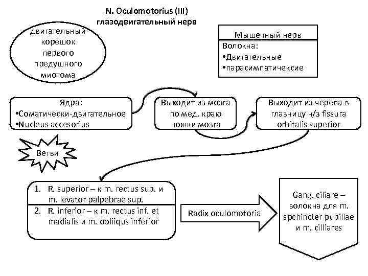 двигательный корешок первого предушного миотома N. Oculomotorius (III) глазодвигательный нерв Ядра: • Соматически-двигательное •
