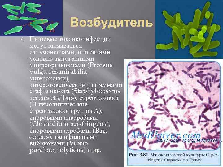 Возбудитель Пищевые токсикоинфекции могут вызываться сальмонеллами, шигеллами, условно-патогенными микроорганизмами (Proteus vulga-res mirabilis, энтерококки), энтеротоксическими