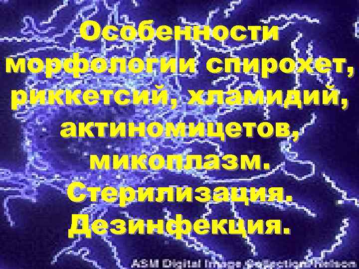 Особенности морфологии спирохет, риккетсий, хламидий, актиномицетов, микоплазм. Стерилизация. Дезинфекция. 