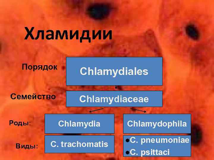 Хламидии Порядок Chlamydiales Семейство Chlamydiaceae Роды: Виды: Chlamydia C. trachomatis Chlamydophila l. C. pneumoniae
