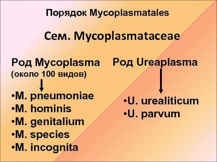 Порядок Mycoplasmatales Сем. Mycoplasmataceae Род Mycoplasma Род Ureaplasma (около 100 видов) • M. pneumoniae