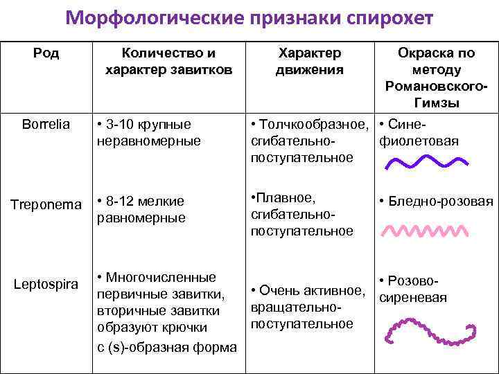Морфологические признаки спирохет Род Borrelia Treponema Leptospira Количество и характер завитков Характер движения Окраска
