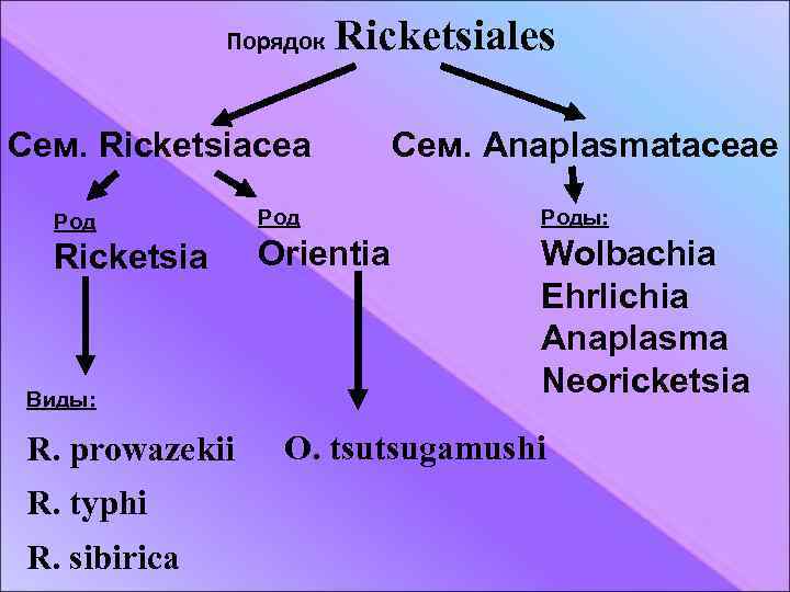 Порядок Ricketsiales Сем. Ricketsiacea Сем. Anaplasmataceae Род Роды: Ricketsia Orientia Wolbachia Ehrlichia Anaplasma Neoricketsia