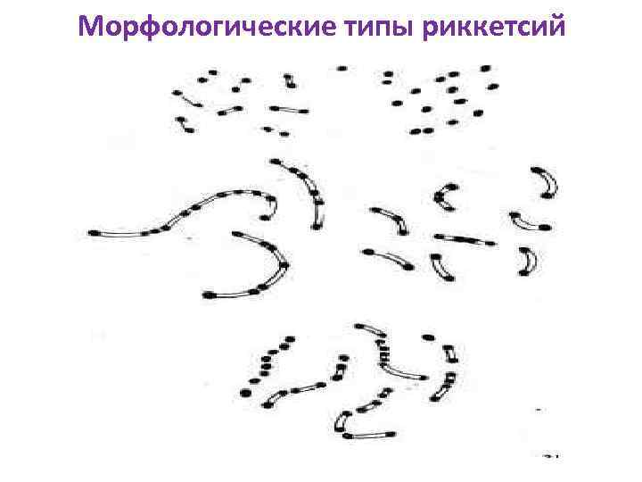 Морфологические типы риккетсий 