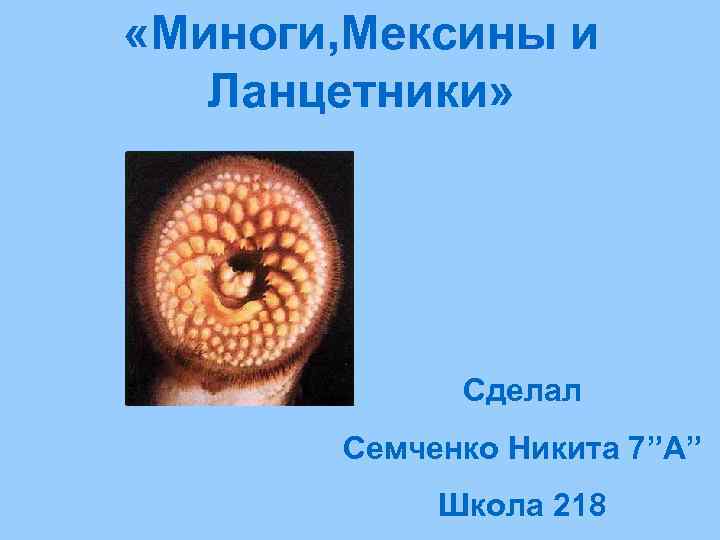  «Миноги, Мексины и Ланцетники» Сделал Семченко Никита 7”A” Школа 218 