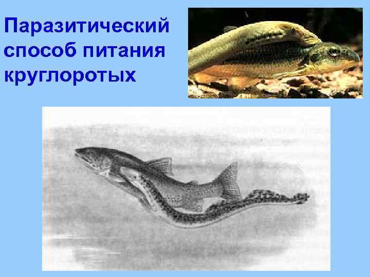 Паразитический способ питания круглоротых 