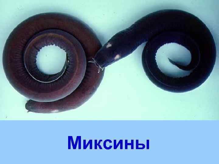 Миксины 