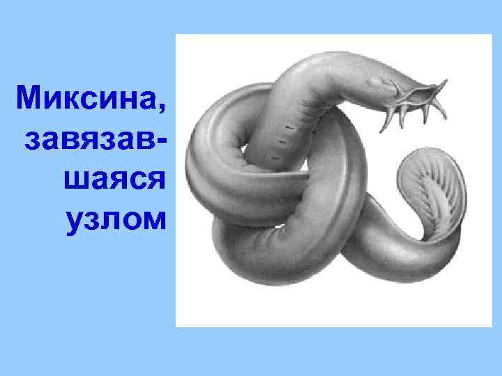 Миксина, завязавшаяся узлом 