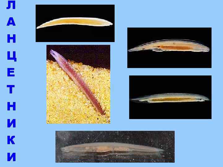 Л А Н Ц Е Т Н И К И 