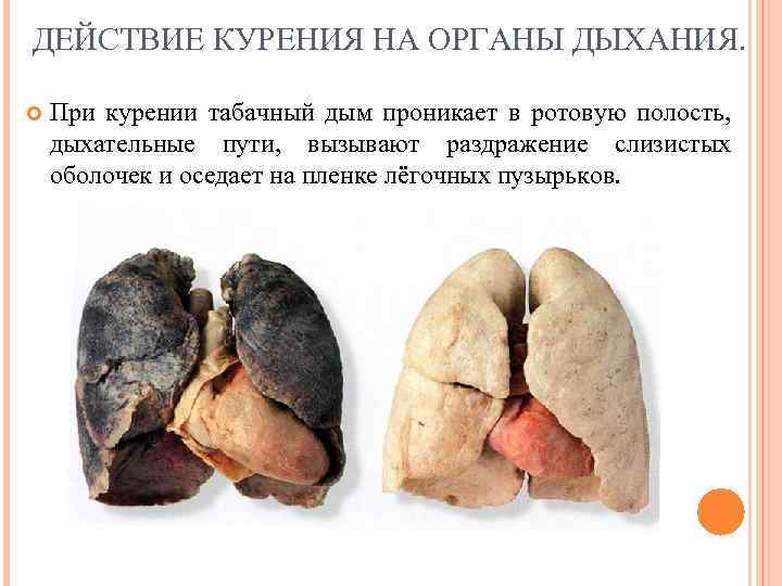 ДЕЙСТВИЕ КУРЕНИЯ НА ОРГАНЫ ДЫХАНИЯ. При курении табачный дым проникает в ротовую полость, дыхательные
