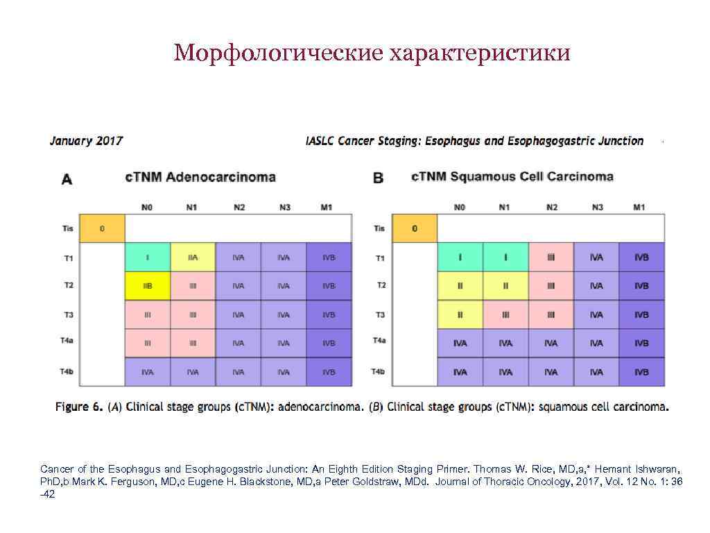 Морфологические характеристики Cancer of the Esophagus and Esophagogastric Junction: An Eighth Edition Staging Primer.