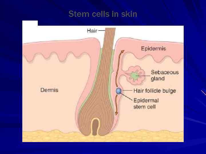 Stem cells in skin 