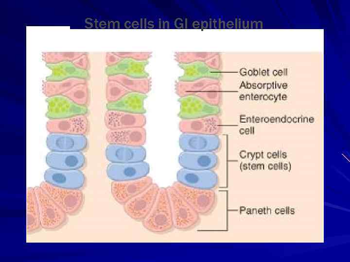 Stem cells in GI epithelium 