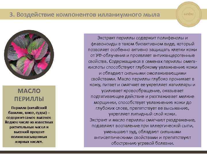 3. Воздействие компонентов илланиумного мыла МАСЛО ПЕРИЛЛЫ Перилла (китайский базилик, шисо, судза) – содержит
