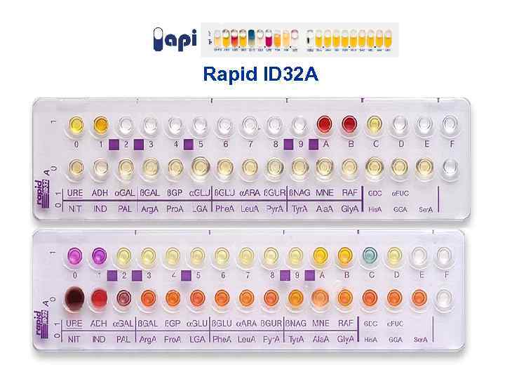 Rapid ID 32 A 