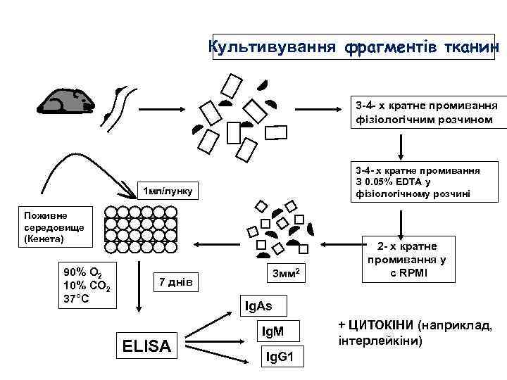 Культивування фрагментів тканин 3 -4 - х кратне промивання фізіологічним розчином 3 -4 -