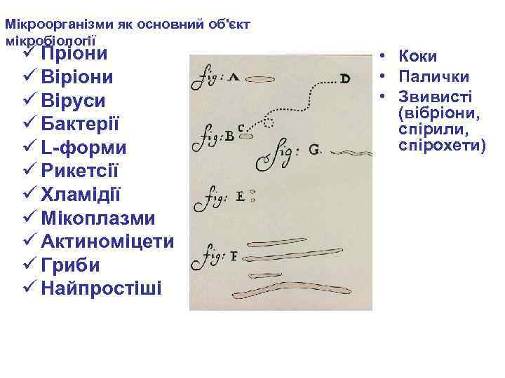 Мікроорганізми як основний об'єкт мікробіології ü Пріони ü Віруси ü Бактерії ü L-форми ü