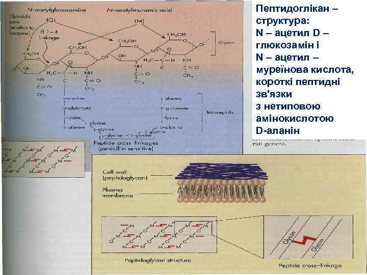 Пептидоглікан – структура: N – ацетил D – глюкозамін і N – ацетил –
