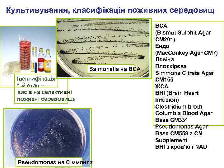 Культивування, класифікація поживних середовищ Salmonella на ВСА Ідентифікація – 1 -й етап – висів