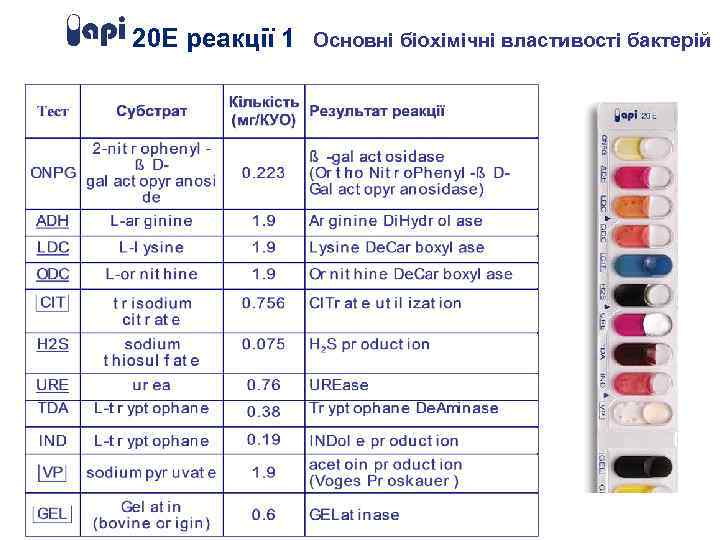 20 E реакції 1 Основні біохімічні властивості бактерій 