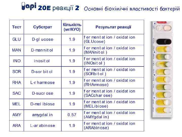 20 E реакції 2 Основні біохімічні властивості бактерій 